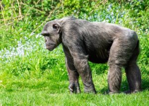 “guerra civil” entre chimpancés salvajes