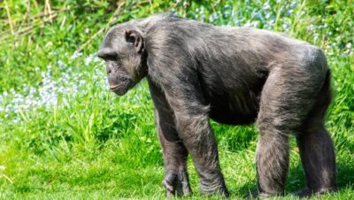“guerra civil” entre chimpancés salvajes