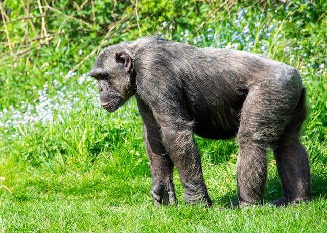 “guerra civil” entre chimpancés salvajes